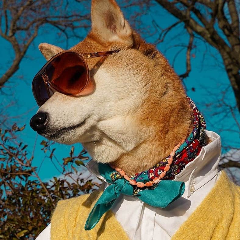 Menswear Dogさんのインスタグラム写真 - (Menswear DogInstagram)「New Year, New Vibes 😎  Vote 1,2,3 or 4 to set your vibe for a brand new #2021   1. Woke Warrior 2. Unproblematic King / Queen  3. Thoughtful Stoic  4. Unwavering Optimist   Have a spectacular new year, everyone! 🍾✨🎉」1月1日 5時52分 - mensweardog