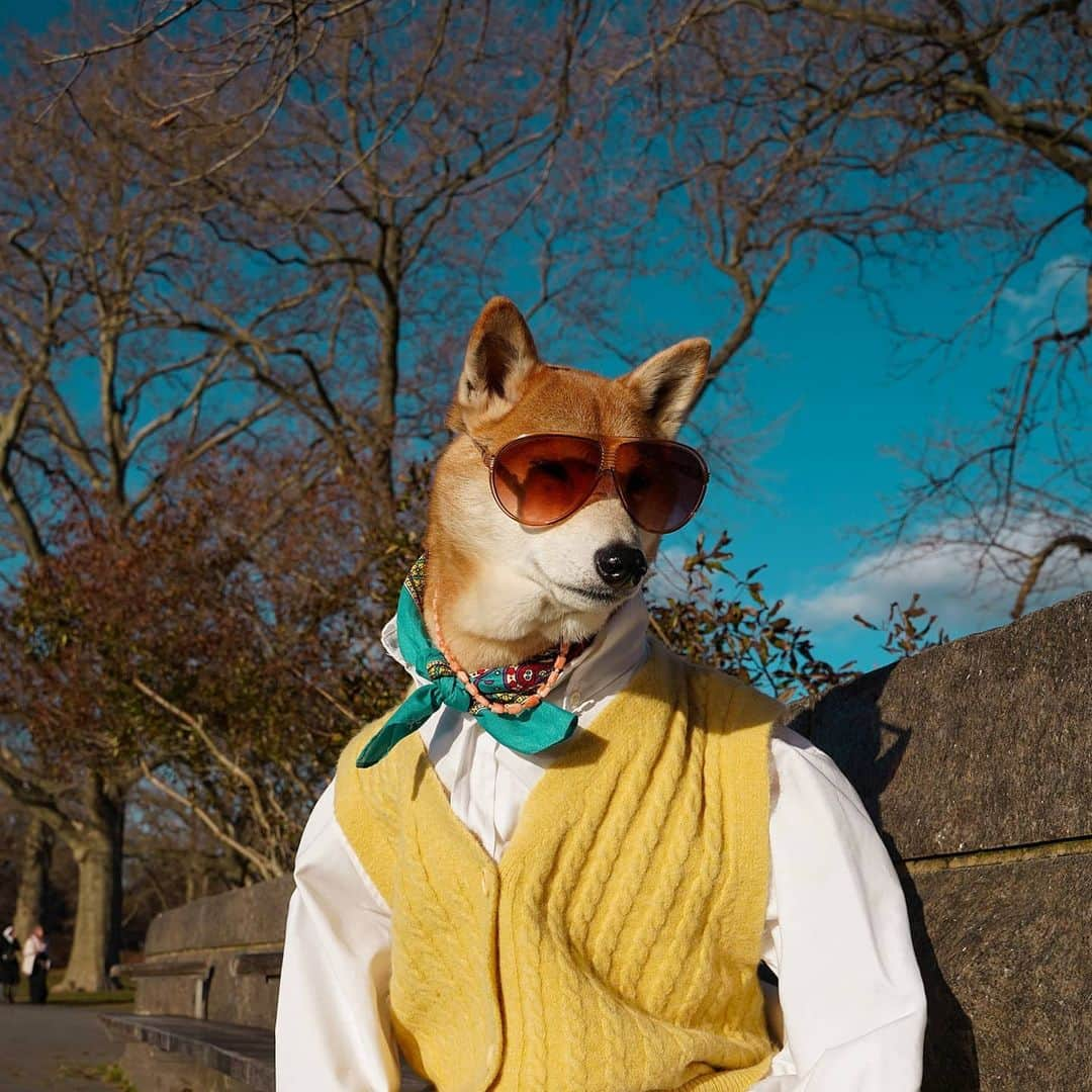 Menswear Dogさんのインスタグラム写真 - (Menswear DogInstagram)「New Year, New Vibes 😎  Vote 1,2,3 or 4 to set your vibe for a brand new #2021   1. Woke Warrior 2. Unproblematic King / Queen  3. Thoughtful Stoic  4. Unwavering Optimist   Have a spectacular new year, everyone! 🍾✨🎉」1月1日 5時52分 - mensweardog