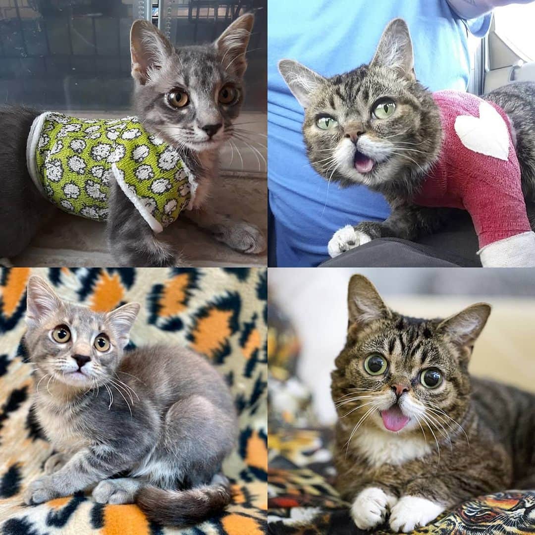 Lil BUBさんのインスタグラム写真 - (Lil BUBInstagram)「2020 was the year that we learned to cope with a world without BUB and decided to continue Lil BUB’s Big FUND as our own non-profit to continue her life-saving work with special needs pets. We are proud to announce that since receiving our 501c3 status in July, we have officially awarded our first life-saving grant to help @heschatt save Tuna, who required surgery and post-op care for Pectus Excavatum, a congenital deformity of the lower sternum.   GOOD JOB TUNA, GOOD JOB BUB, GOOD JOB ALL OF US. Here’s to a New Year filled with more compassion, more life-saving, and more. #lilbubsbigfund #lilbub」1月1日 6時00分 - iamlilbub