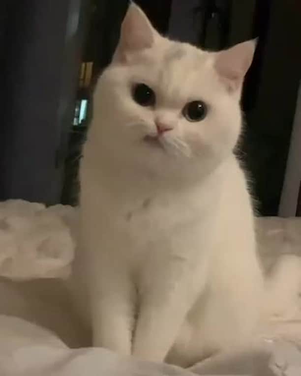 Aww Clubのインスタグラム