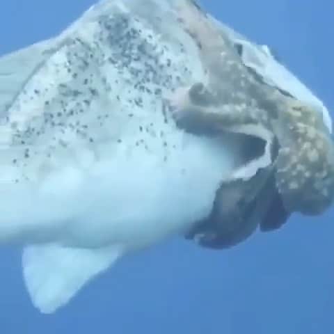 WildLifeのインスタグラム：「Taxi ride 😲 . Video by unknown DM for credit please.  . #oceanlover #sealife #discoverocean #discoveroceans #dolphin #snorkel #fishing #scubadiving #beast #scuba #fishes #whales #dailyshark #discoversharks #becareful #orcas #underwaters #sharkaday #natureworld #nature #dailysharks #whalepod #oceanlovers #underseas #whalez #spearfishing #cage #dolphins #wild #hugefish」