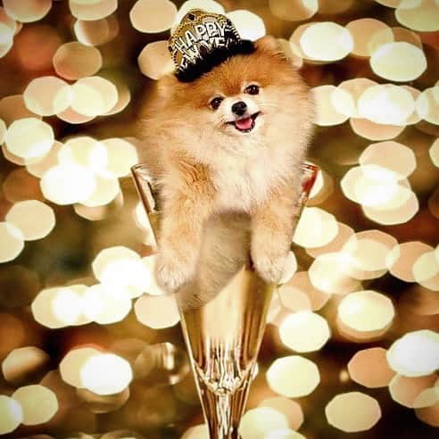 のインスタグラム：「Cheers to all our friends🥂Wishing everyone good health, happiness & prosperity in 2021✨Looking forward to better days ahead💛& thank you to @puppyliciousedits for this awesome edit🙏🏻」