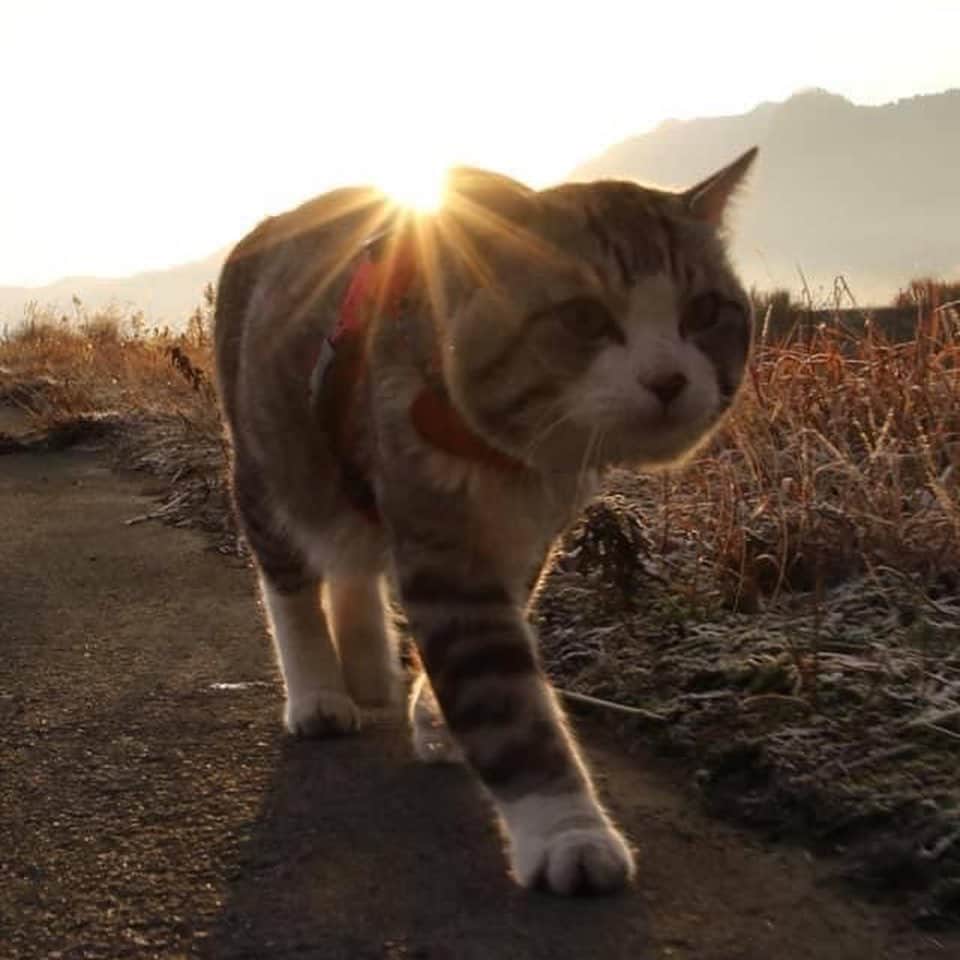 Nyankichi Noranekoさんのインスタグラム写真 - (Nyankichi NoranekoInstagram)「ダイヤモンド富士の撮影より難しいと言われている「ダイヤモンドニャン吉」にゃり🌅🤣🤣  ※今年は曇って初日の出を拝むことが出来ませんでした。 したがって、2019年の初日の出(ダイヤモンドニャン吉)をご覧ください💎  #猫 #cat #고양이 #แมว #貓 #кошка #wats #chat #ニャンスタグラム #gato #catsofinstagram #ねこ部 #旅猫 #cats #aso #japan #猫写真 #ねこ #seekor #ネコ #kitty #パトロール #kucing #kucinglucu #ダイヤモンド富士 #初日の出」1月1日 7時23分 - noraneko_nyankichi