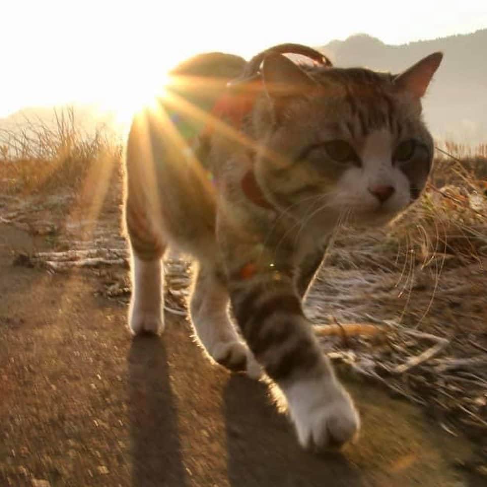 Nyankichi Noranekoさんのインスタグラム写真 - (Nyankichi NoranekoInstagram)「ダイヤモンド富士の撮影より難しいと言われている「ダイヤモンドニャン吉」にゃり🌅🤣🤣  ※今年は曇って初日の出を拝むことが出来ませんでした。 したがって、2019年の初日の出(ダイヤモンドニャン吉)をご覧ください💎  #猫 #cat #고양이 #แมว #貓 #кошка #wats #chat #ニャンスタグラム #gato #catsofinstagram #ねこ部 #旅猫 #cats #aso #japan #猫写真 #ねこ #seekor #ネコ #kitty #パトロール #kucing #kucinglucu #ダイヤモンド富士 #初日の出」1月1日 7時23分 - noraneko_nyankichi