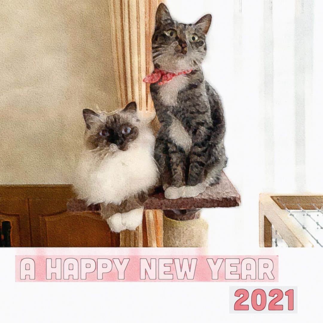 takegaeruのインスタグラム：「🎍あけましておめでとうございます🎍 今年もランとてんをよろしくお願い致します😸 #cat #猫 #ragdoll #ラグドール #ホワイトポッチーズ #よもねこ #よもぎねこ #キジトラ #きじとら」