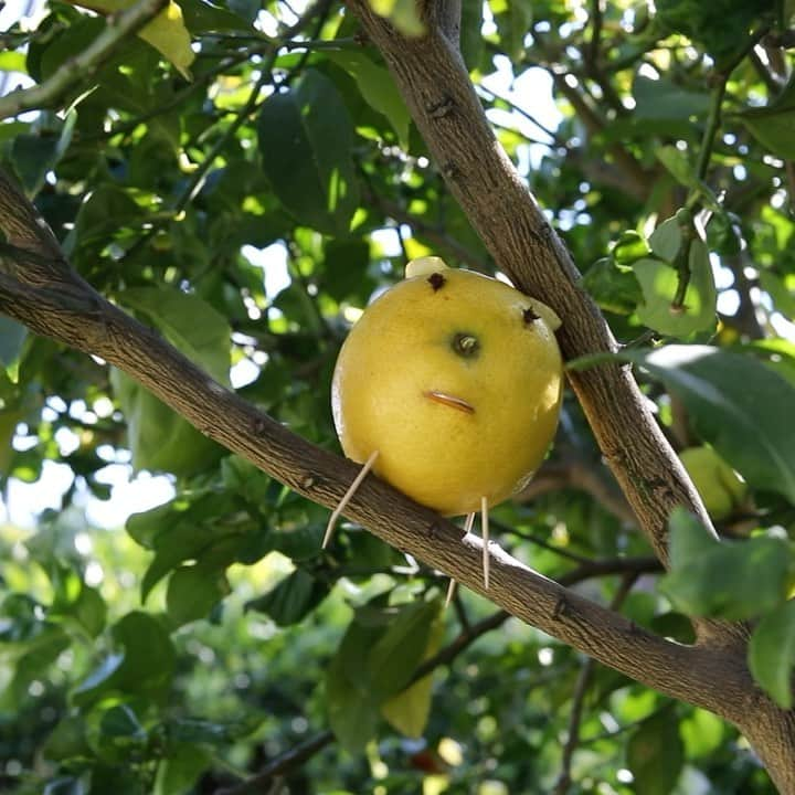 レスリー・フェラのインスタグラム：「Lucky Lemon 🍋 Pig visiting friends! Name suggestions? . . . #LuckyLemonPigAdventures #naughty🍋🐷 #lemonpigsinsta #lucky2021 #sayonara2020」