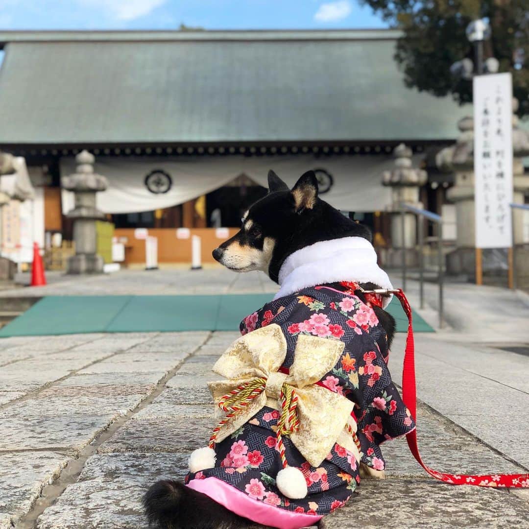 vo_coのインスタグラム：「🎍 2021.01.01 あけましておめでとうございます 2021年もこたつ共々よろしくお願い致します 本日こたつさん8歳最後の日 9歳も元気に過ごせますように… ＊#shibastagram #instashiba #shiba #shibainu #黒柴 #柴犬」