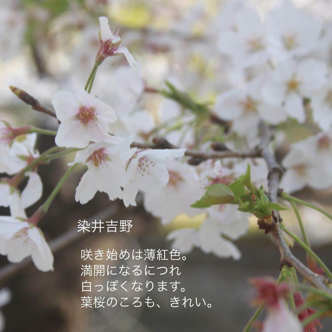 雑誌『花時間』さんのインスタグラム写真 - (雑誌『花時間』Instagram)「あけまして おめでとうございます。真っさらな一年が始まりましたね。﻿ ﻿ いまは冬でも、あと3カ月もすれば、桜の開花予報にそわそわ🌸﻿ ﻿ 凍えた土からも﻿ 植物が勢いよく芽吹きはじめます。﻿ ﻿ 冬があるから、﻿ 桜が咲く春を喜べる。﻿ ﻿ 明るい希望をお届けしたくて、﻿ 今年も桜から始めました。﻿ ﻿ 1枚めのpicは、2枚めと同じ普賢象（ふげんぞう）。﻿ ﻿ 近所に大木があり、毎年、開花を楽しみにしている桜です。﻿ ﻿ 皆さんにもそんなお花がありますよね？﻿ ﻿ 四季折々に﻿ 365日﻿ ﻿ 花とともに﻿ 笑顔で毎日を歩めますように。﻿ ﻿ 本年もどうぞよろしくお願いいたします🤲😊🤲😊🎍 by ピーターパン﻿ ﻿ ﻿﻿ #flowers #flowerslovers #flowerstagram #flowerarrangement  #花時間 #花時間2021  #花好き #花藝 #花好きな人と繋がりたい #花が好きな人と繋がりたい #花のある生活 #花のある暮らし #花を飾る #花を飾る生活  #お正月 #2021年  #ビタミンf #迎春  #花部 #花屋さんへ行こう ﻿」1月1日 8時25分 - hanajikan_magazine