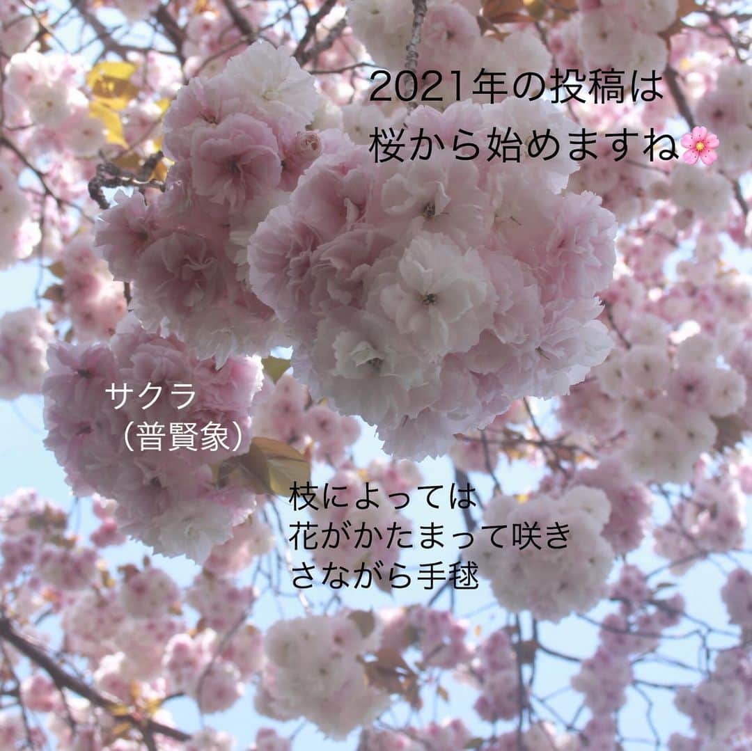 雑誌『花時間』さんのインスタグラム写真 - (雑誌『花時間』Instagram)「あけまして おめでとうございます。真っさらな一年が始まりましたね。﻿ ﻿ いまは冬でも、あと3カ月もすれば、桜の開花予報にそわそわ🌸﻿ ﻿ 凍えた土からも﻿ 植物が勢いよく芽吹きはじめます。﻿ ﻿ 冬があるから、﻿ 桜が咲く春を喜べる。﻿ ﻿ 明るい希望をお届けしたくて、﻿ 今年も桜から始めました。﻿ ﻿ 1枚めのpicは、2枚めと同じ普賢象（ふげんぞう）。﻿ ﻿ 近所に大木があり、毎年、開花を楽しみにしている桜です。﻿ ﻿ 皆さんにもそんなお花がありますよね？﻿ ﻿ 四季折々に﻿ 365日﻿ ﻿ 花とともに﻿ 笑顔で毎日を歩めますように。﻿ ﻿ 本年もどうぞよろしくお願いいたします🤲😊🤲😊🎍 by ピーターパン﻿ ﻿ ﻿﻿ #flowers #flowerslovers #flowerstagram #flowerarrangement  #花時間 #花時間2021  #花好き #花藝 #花好きな人と繋がりたい #花が好きな人と繋がりたい #花のある生活 #花のある暮らし #花を飾る #花を飾る生活  #お正月 #2021年  #ビタミンf #迎春  #花部 #花屋さんへ行こう ﻿」1月1日 8時25分 - hanajikan_magazine