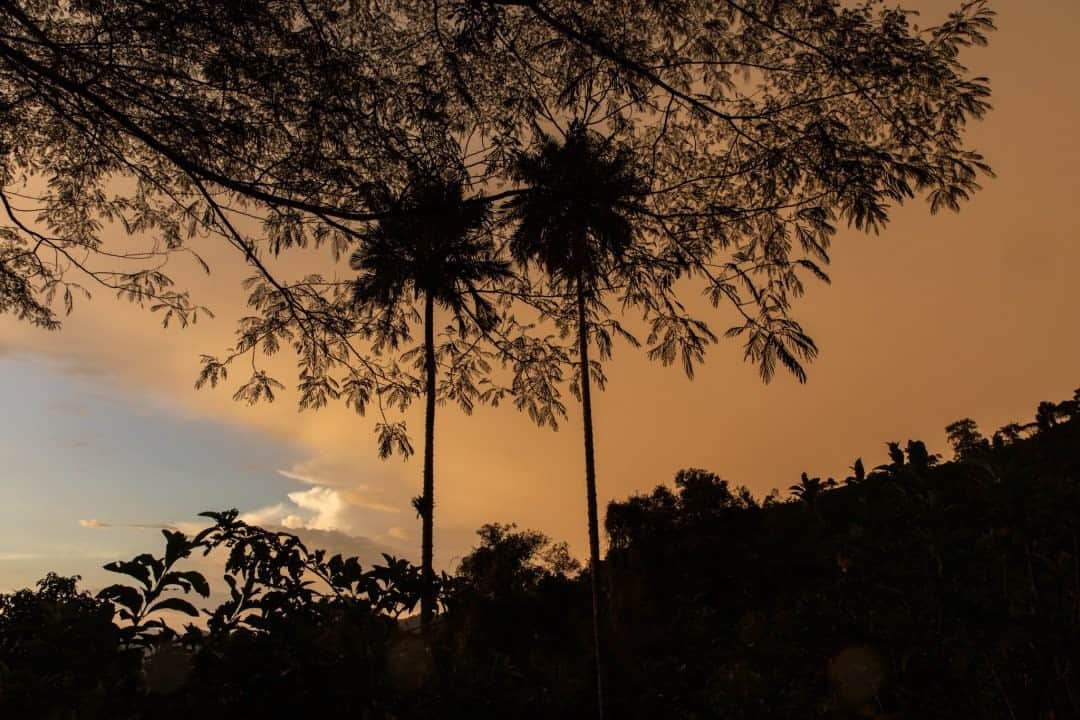 National Geographic Travelさんのインスタグラム写真 - (National Geographic TravelInstagram)「Photo by @juancristobalcobo / These two palm trees lent themselves to a nice composition against a colorful sunset in La Vega, Cundinamarca, Colombia. #colombia #palmtrees #juancristobalcobo」1月1日 8時35分 - natgeotravel