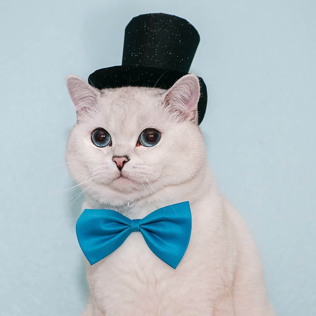 ミスター・ホワイトさんのインスタグラム写真 - (ミスター・ホワイトInstagram)「May you have a year filled with Love, Laughter, Brightness and Hope. Wish You a Happy New Year! I loaf you!」1月1日 8時53分 - white_coffee_cat