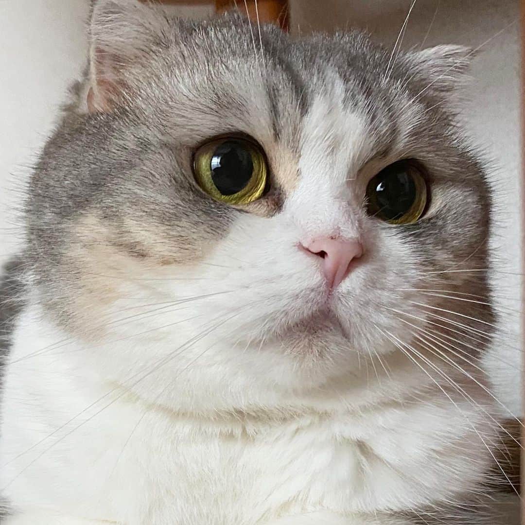 *eri*のインスタグラム：「こんばんは｡･*･:♪﻿ ﻿ ﻿ 今年もどうぞ﻿ よろしくお願いしますにゃん😸❤️﻿ ﻿ ﻿ ﻿ ﻿ 2021.1.1﻿ #猫 #ねこ #スコティッシュフォールド #ネコ #ねこ部 #にゃんこ #スコティッシュ#ニャンコ#ペット#スコ#猫部#cat #Scottishfold」