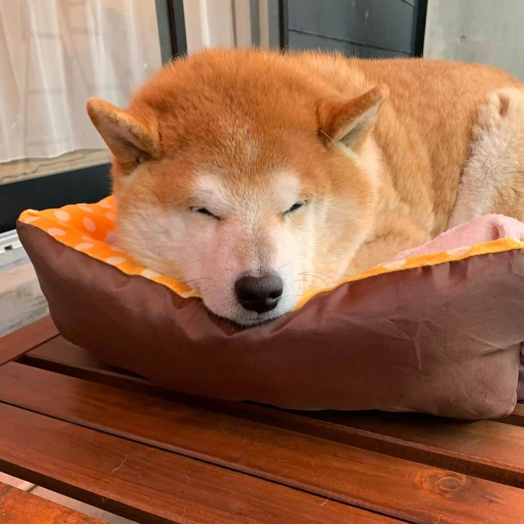 柴犬 たろさんのインスタグラム写真 - (柴犬 たろInstagram)「2021年 明けましておめでとう🎍 ございます🍾💕 タロちゃんは、大晦日に遊び疲れて、ずっと寝てました🦫🐻🌰 歳をとったなーって、思います🐷 今年は、タロちゃんの福袋を買いました！ お口のケアの福袋🪥歯茎から血が出てたので、早く届かないかなー！👻  今までは、オヤツとおもちゃの福袋買ってたのに、タロも健康に気をつける年頃になって、🥺しまいました🐖 2020年、未来でどんな風に伝えられるんだろう🥸 マスクの必要ない世界に早く戻りますよーに❤ ✩ ✩ #shibainu #japanesedog #柴犬」1月1日 19時48分 - tarochantarochan