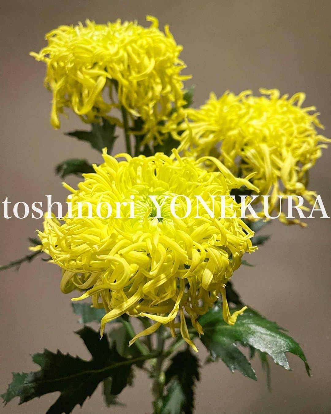 米倉利紀さんのインスタグラム写真 - (米倉利紀Instagram)「flowers of this week #男花 #花のある生活」1月1日 19時48分 - toshi_yonekura