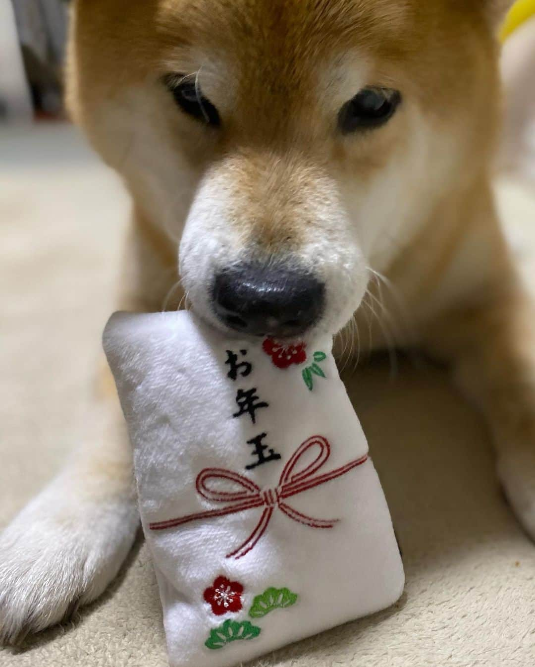 まる（まるたろう）さんのインスタグラム写真 - (まる（まるたろう）Instagram)「I got New Year's allowance.✨🐶😍✨お年玉もらったの〜！ #しゅげーだろ #肉神様に持っていこっと #お正月って楽しいね〜 #お年玉」1月1日 19時52分 - marutaro