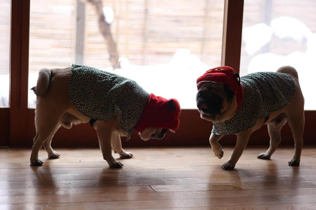 佐藤ルミナさんのインスタグラム写真 - (佐藤ルミナInstagram)「彼等からも新年のご挨拶🎍🐶🐶🎍  Photo by  #佐藤カメラ #pug #puglife #chuckとharry」1月1日 18時27分 - ruminasato