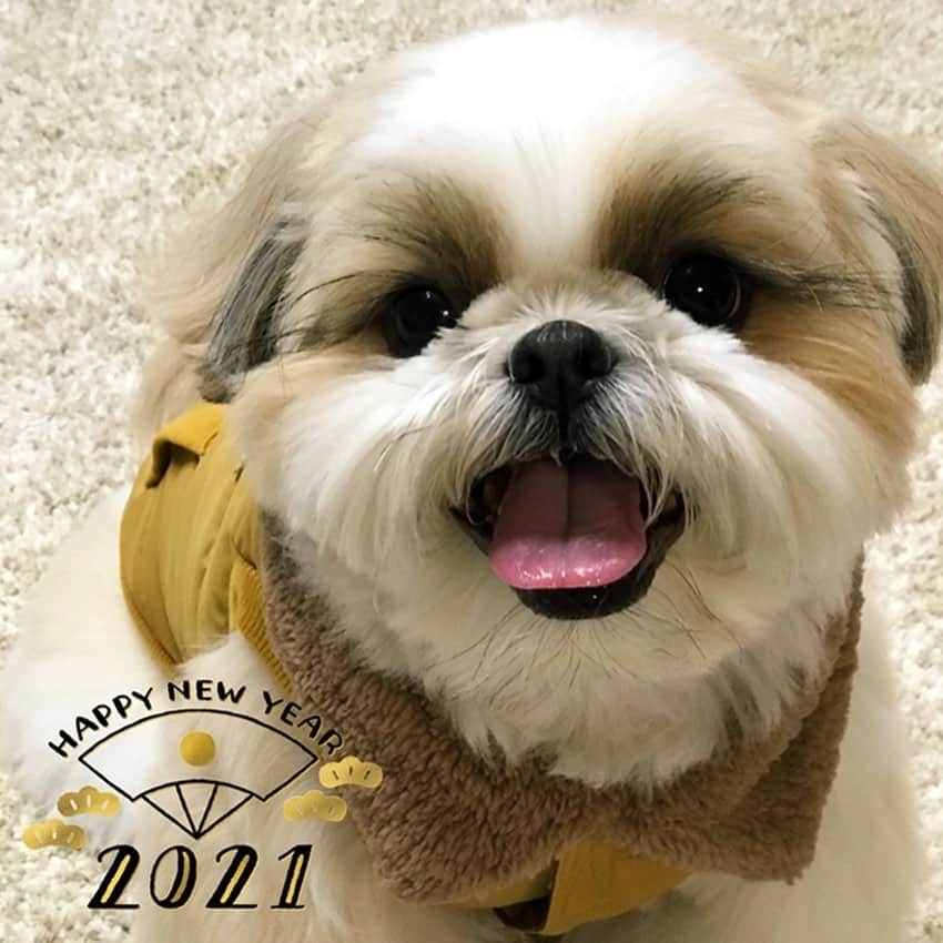 りんくさんのインスタグラム写真 - (りんくInstagram)「Happy New Year Everyone!! 🎉🥳🐶 #happynewyear #happy2021 * * * * * あけましておめでとうございます🎍🐮✨ 今年もりんく共々どうぞよろしくお願いいたします🥰🐶✨」1月1日 18時22分 - link.jpn