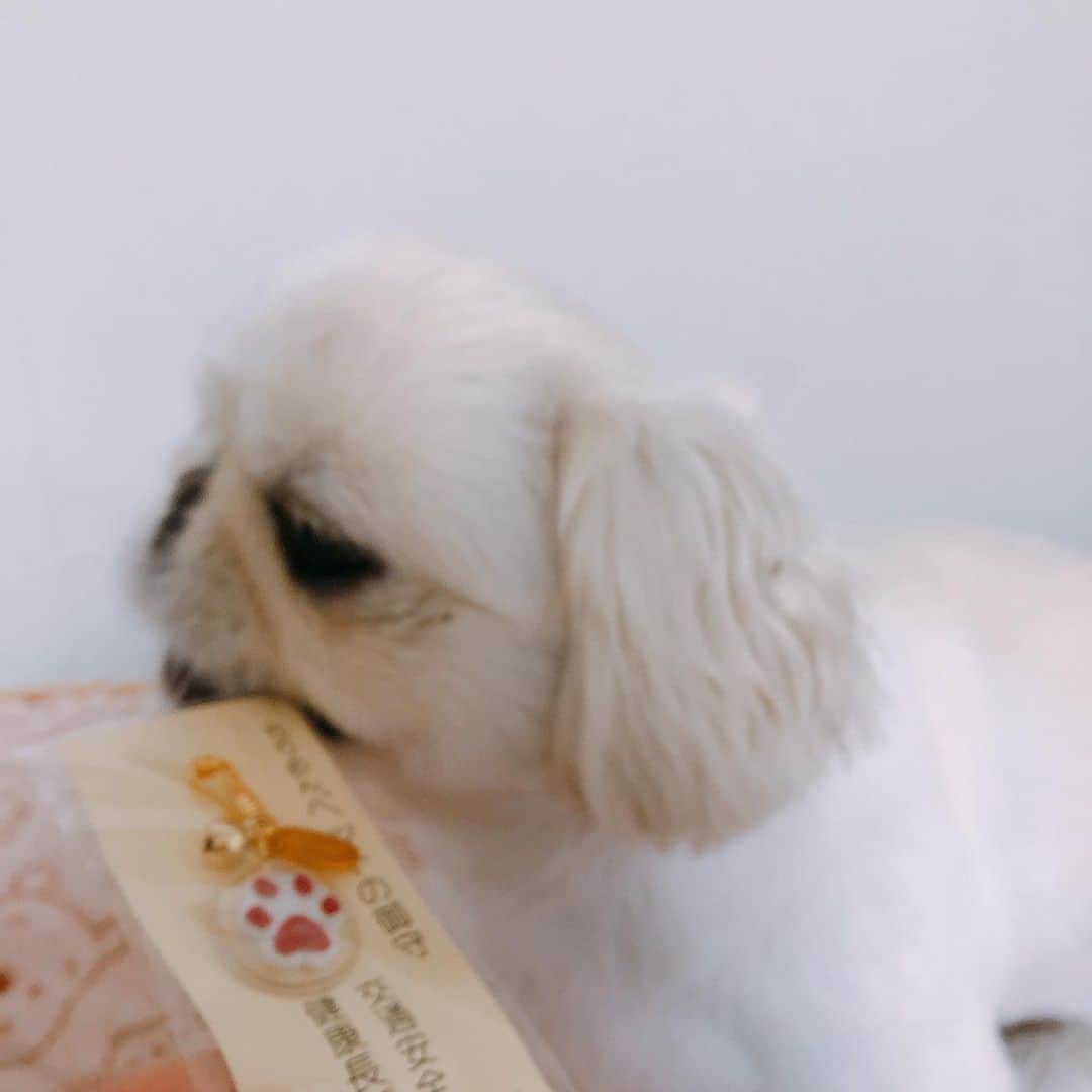 有田優理香さんのインスタグラム写真 - (有田優理香Instagram)「ハッピーニューイヌー🐶🐶🐶 今年もよろしくお願いいたします。  #pekingese #ペキニーズ　#鼻ぺちゃ　#初詣　#ペットお守り #食べ物じゃないよー #犬界の藤原竜也」1月1日 18時29分 - yurikaa0624