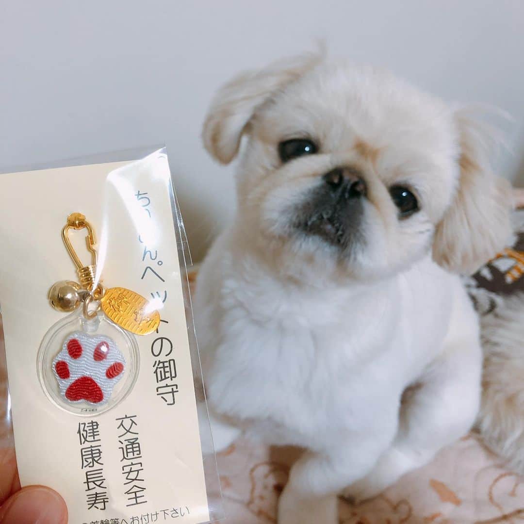 有田優理香のインスタグラム：「ハッピーニューイヌー🐶🐶🐶 今年もよろしくお願いいたします。  #pekingese #ペキニーズ　#鼻ぺちゃ　#初詣　#ペットお守り #食べ物じゃないよー #犬界の藤原竜也」