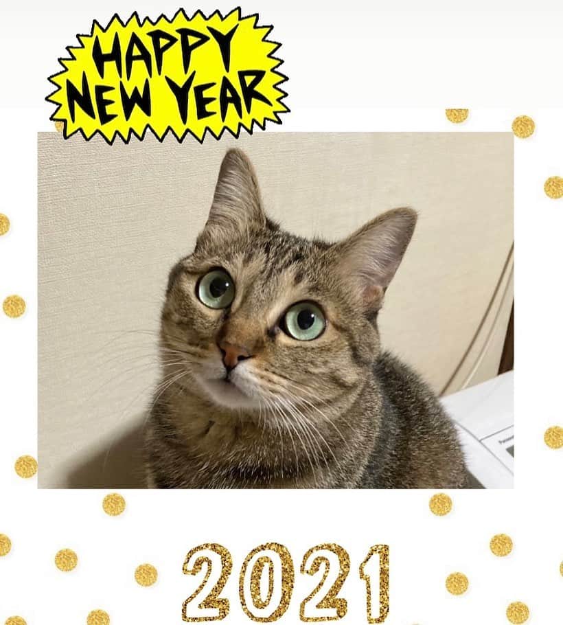 岡村有里子のインスタグラム：「【Happy New Year‼︎🎉】  2021年が良い年になりますように…。  今年もよろしくお願いいたします🎍  #あけましておめでとうございます #happynewyear2021 #新年快樂 #萬事如意 #身體健康 #貓奴 #保護猫ちゃん」