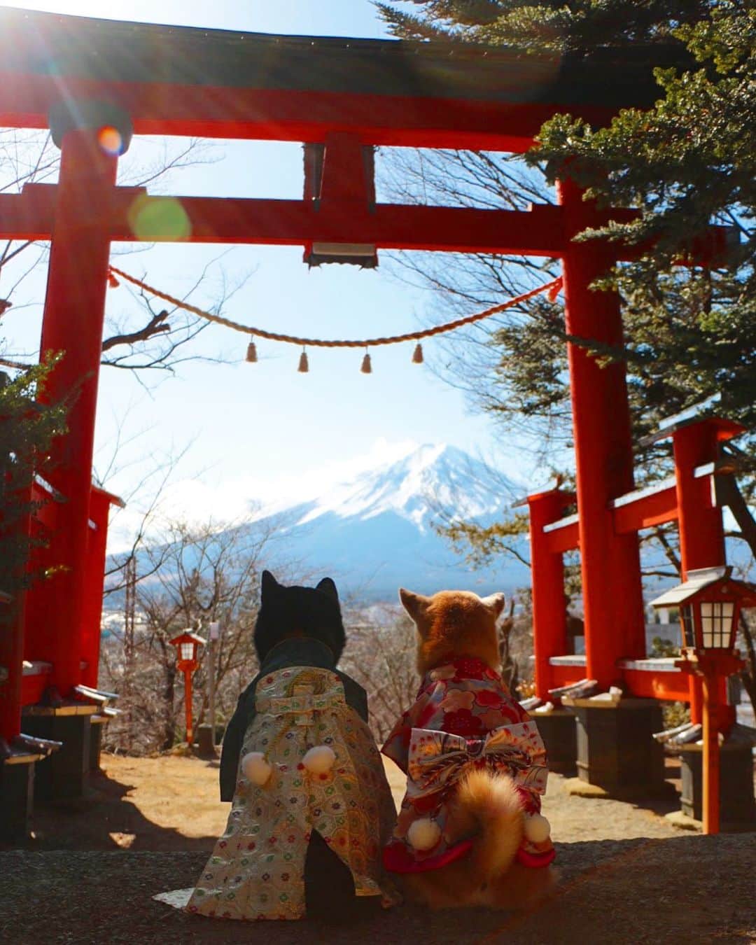 柴犬 けんしろう ゆりあのインスタグラム：「🎍🐶けん2021ゆり🐶🎍  あけましておめでとうございます🐮⛩🗻✨  みなさまにとって しっぽのはえたもふもふさんたちにとって 健やかで心あたたかな一年となりますように🙏✨  本年もよろしくお願いします❤️  #happynewyear #2021 . . 今年はカメラをお休みしてけんちゃんの専属お世話係に専念したいと思っています。これまでの写真や動画、未公開の写真をpostしながら、にぴきの日々を綴っていきますね。けんちゃんの介護生活がはじまったら、撮りためてきたけんゆりとの大切な想い出を振り返りながら過ごしたいとずっと思っていました。どうぞお付き合いよろしくお願いします♡  ここでのけんゆりphoto📷 去年とちょっとだけ違うカットを載せてみました🗻✨」