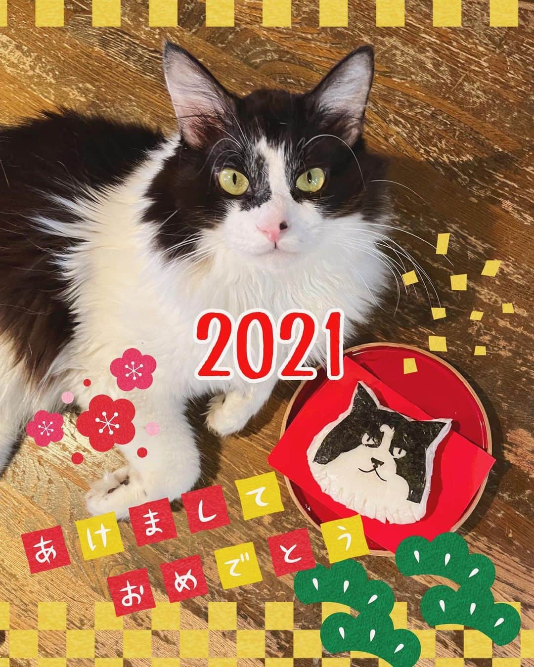 もじゃころのインスタグラム：「あけましておめでとうございます🎍 昨年もグシコロファミリーを暖かく見守ってくださりありがとうございました☺️コメントもいつも本当に嬉しく読ませていただいてます💕今年も引き続きよろしくお願いします✨✨  大晦日についたお餅でばんどぅ餅作ったので今年の年賀ポストはこれにしました😂 海苔乗っけただけの下膨ればんどぅになっちゃったけどw   昨年は予想されていたばんどぅの恩返しがなかったので、今年こそは期待したいと思います…🥺🥺🥺🥺🥺ばんどっ…  #坂東玉隠しシャシャ丸  #2021」