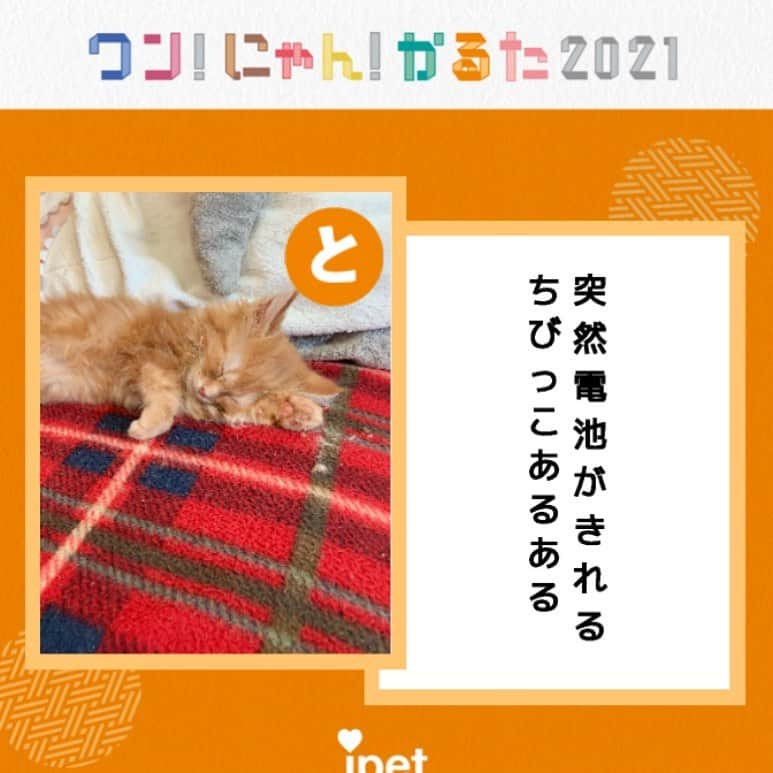 宮本えりさんのインスタグラム写真 - (宮本えりInstagram)「#わんにゃんかるた2021  1投稿につき10円をアイペットから動物福祉を支援する活動へ寄付🐈🐈‍⬛  #スコティッシュフォールド立ち耳 #まこも」1月1日 18時57分 - eri.m.nene