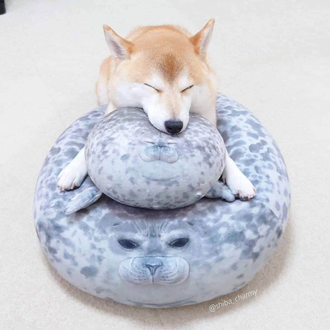 のインスタグラム：「Sleepy heads 😴 - 📷 @shiba_charmy - #barked #dog #doggo #ShibaInu #Shiba」