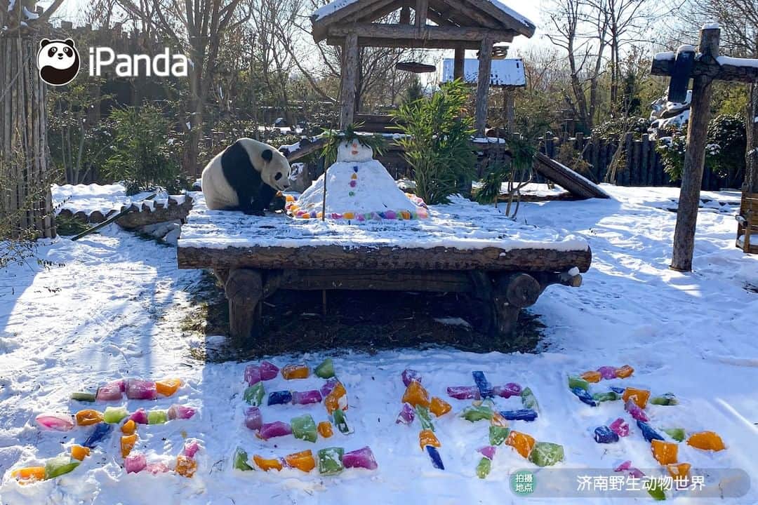 iPandaのインスタグラム