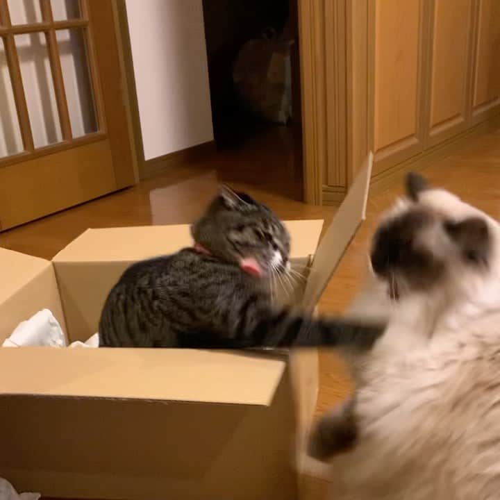 takegaeruのインスタグラム：「新春攻防戦🥊 この箱気に入ったようで中々片付けられない😹 #cat #猫 #ragdoll #ラグドール #ホワイトポッチーズ #よもねこ #よもぎねこ #キジトラ #きじとら」