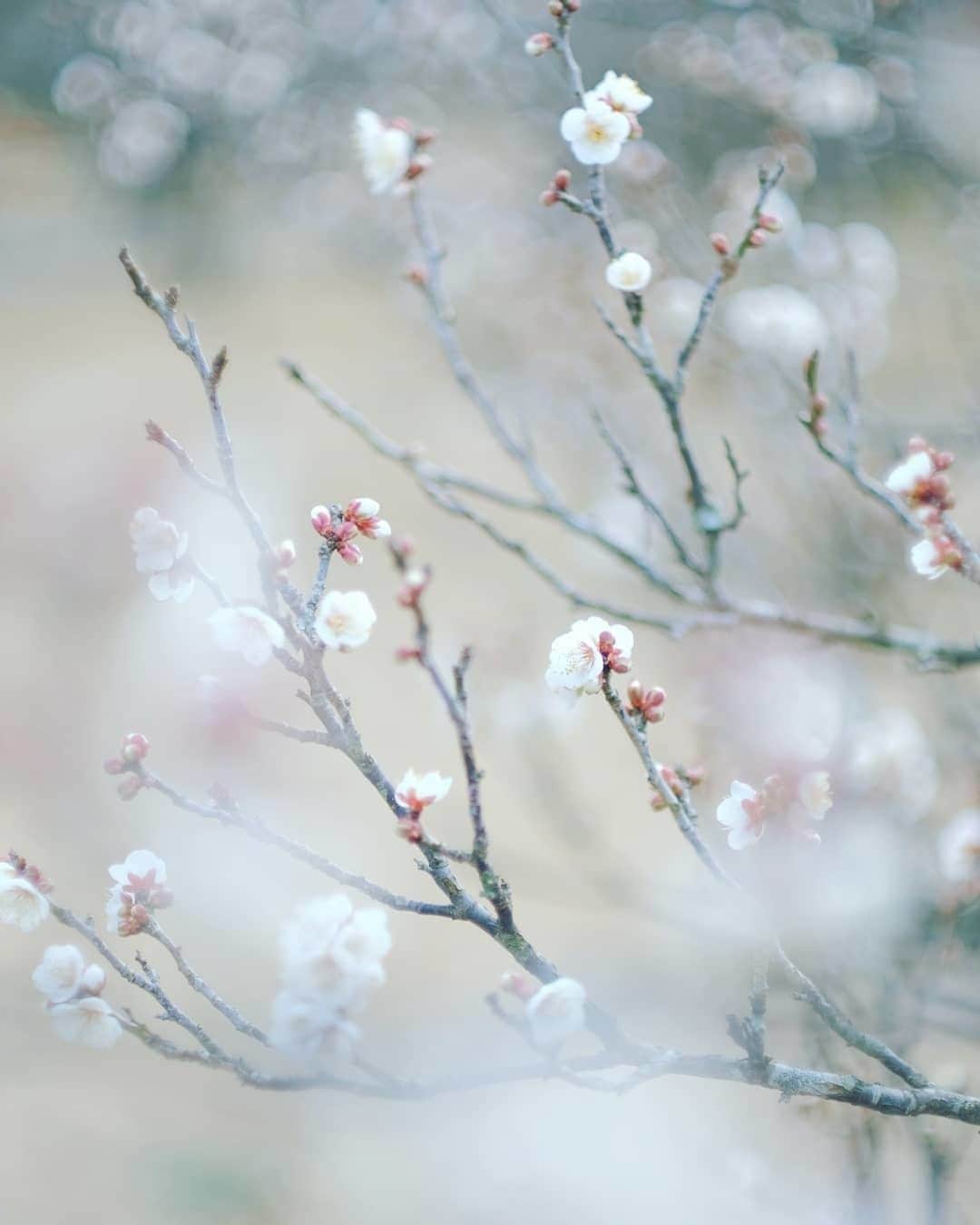 花の写真館のインスタグラム：「Photo by @li_la_rirr.⠀ https://instagram.com/li_la_rirr/⠀ .⠀ Original Post[投稿いただいたURL]⠀ https://www.instagram.com/p/B7ovwD4gHxM/⠀ .⠀ 本アカウントは、 #私の花の写真 をつけてInstagramに投稿された皆さまの花の写真や、「花の写真館」Facebookページで投稿された花の写真を紹介します。⠀ 「花の写真館」Facebookページは、「 @floral.photograph 」のプロフィールにあるURLからご覧ください。⠀ .⠀ ※各自、政府、自治体など公的機関の指示に従った行動をお願いします。⠀⠀ 東京カメラ部および分室では、写真を「見る楽しみ」を提供することを通して、微力ながら皆様にわずかな時間でも癒しをお届けしたいと思っております。⠀ ※本アカウントは東京カメラ部がFacebook、Instagramのサービスを利用して運営しているもので、Facebook社・Instagramとは一切関係ありません。⠀ .⠀ #花の写真館 #floralphotograph #floralphoto #flower #flowers⠀ Follow: @floral.photograph」