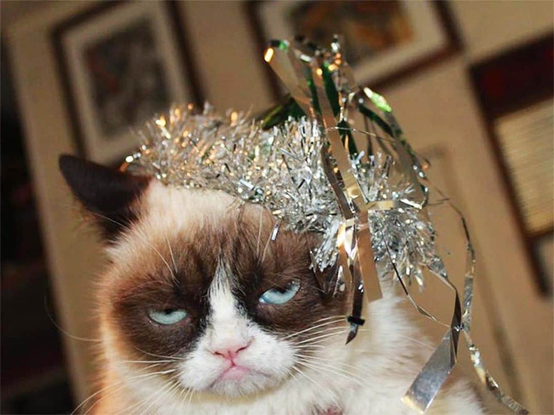 Grumpy Catさんのインスタグラム写真 - (Grumpy CatInstagram)1月1日 10時49分 - realgrumpycat