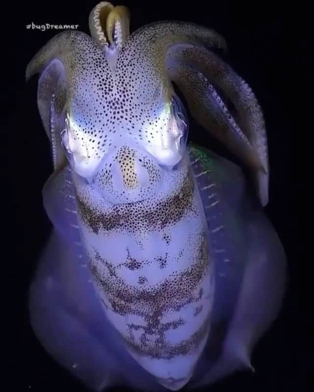 WildLifeのインスタグラム