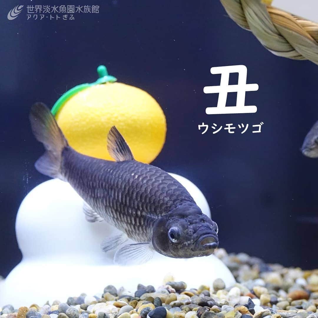 世界淡水魚園水族館 アクア・トト ぎふのインスタグラム：「干支も交代です。  #アクアトト #アクアトトぎふ #アクアトト岐阜#aquariuｍ#ウシモツゴ#Dwarftopmouthminnow#Pseudorasborapugnax#カピバラ#capybara #hydrochoerushydrochaeris」