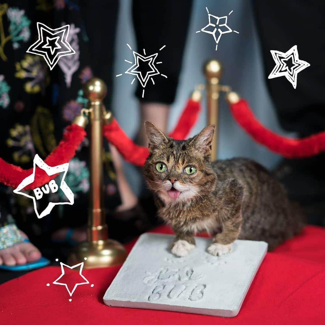 Lil BUBさんのインスタグラム写真 - (Lil BUBInstagram)「Kick off 2021 with a 2021 BUB calendar, because they are 35% off until 2021 (that's in a few hours...) at link in bio (www.lilbub.com/store) #2021 #lilbub #bestjobbub #bilbobubbins #scienceandmagic」1月1日 11時31分 - iamlilbub