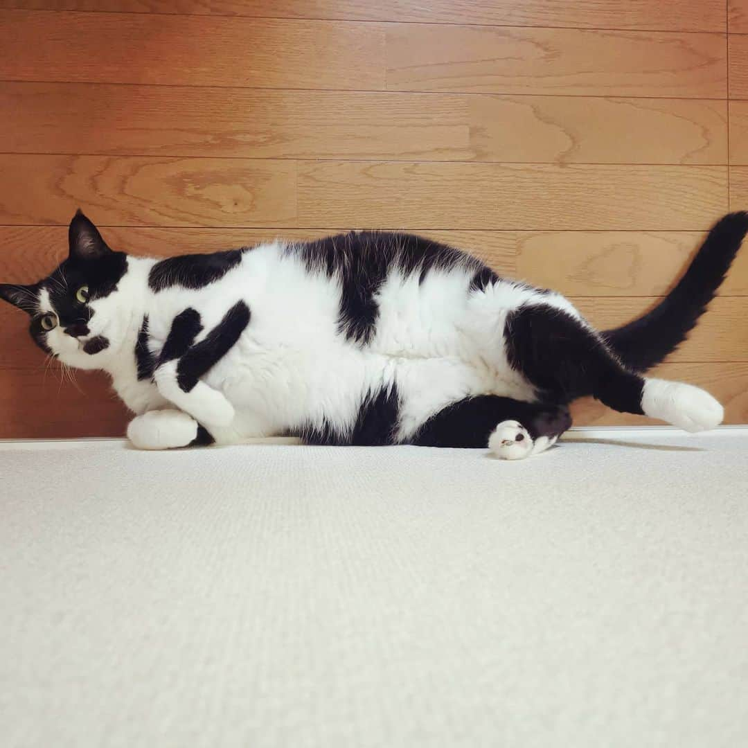 リアド偉武のインスタグラム：「Wish you a happpppppy new year🐄 #blackandwhitecatbon」