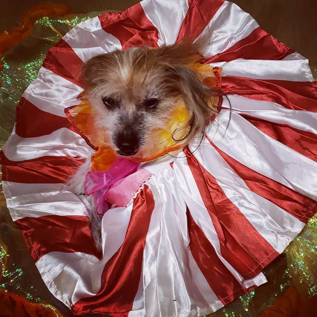 PJクォンのインスタグラム：「Garth spent all evening getting ready - this is his #favouritefestivefrock - only comes out of mothballs for special occasions (the dress - not the dog!)! Happy New Year all!」