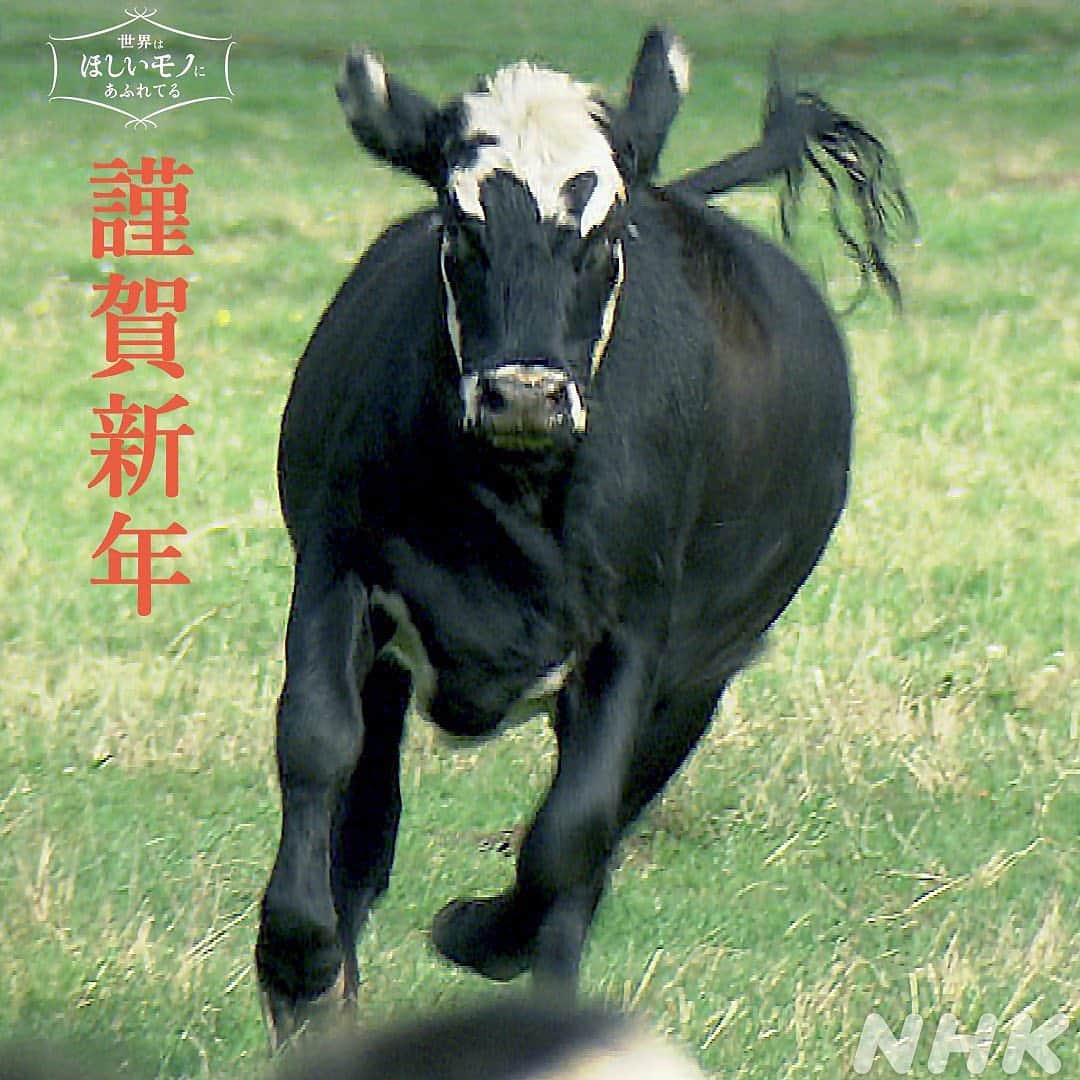 NHK「世界はほしいモノにあふれてる」さんのインスタグラム写真 - (NHK「世界はほしいモノにあふれてる」Instagram)「＼ＨＡＰＰＹ　ＮＥＷ　ＹＥＡＲ！２０２１🎉／   あけましておめでとうございます🎍   せかほしスタッフは😸🐶 きのうの紅白の余韻がまださめませんが、 皆さんは新たな年の始まりをいかがお過ごしでしょうか。   ことしの干支は丑（うし）ということで、 これまでの放送の中から、 せかほしスタッフが独断と偏見で選んだ、 元気な牛さんたちの姿をお届けしたいと思います🐮   🇺🇸まずは、アメリカ西海岸の走る牛さん🐃 新鮮な牧草だけを食べ、広大な土地で放し飼い。 ストレス少なく育っています。 その結果、味わい深くやわらかいお肉に……🍔   🇫🇷フランス・アルプスの山奥で出会った🌸 アボンダンス牛🐂 山岳地帯の厳しい気候に適応した地域の固有種。 夏の間は牛を連れて山に登り、 そこで暮らしながらチーズをつくるのが、 フランスの山岳地帯で続く伝統の暮らし。   🇫🇷フランス・ブルターニュ地方原産の牛、 ピ・ノワール種🐄 ミルクの生産量が少ないため🥛 多くの農家に見放され、 今ではほとんど育てられていない、 レアな牛さん🐄 ブルターニュの自然豊かな小さな島で、 こだわりチーズをつくるために わずかに飼育されていました。 そのミルクでつくったチーズは🧀 海からの風や草の香りを感じる優しい味☘   皆さんはどの牛さんが印象に残っていますか？   #nhk  #せかほし #22時30分 #次回は１月7日  #アメリカ西海岸　#グラスフェッドビーフ　#牛肉 #フランス #アルプス　#ブルターニュ #チーズ　  #牛 #丑　#丑年　#うし #新年 #あけましておめでとう #ハッピーニューイヤー  #これからも旅を続けていく #一緒に   #鈴木亮平　#ＪＵＪＵ　#神尾晋一郎 #世界はほしいモノにあふれてる #sekastagram」1月1日 12時00分 - nhk_sekahoshi