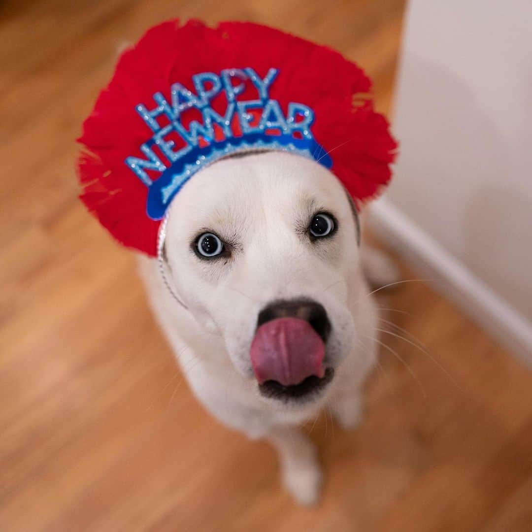 The Dogistさんのインスタグラム写真 - (The DogistInstagram)「Happy New Year from @chasingelsa and Team Dogist! 🥳🎉」1月1日 12時04分 - thedogist