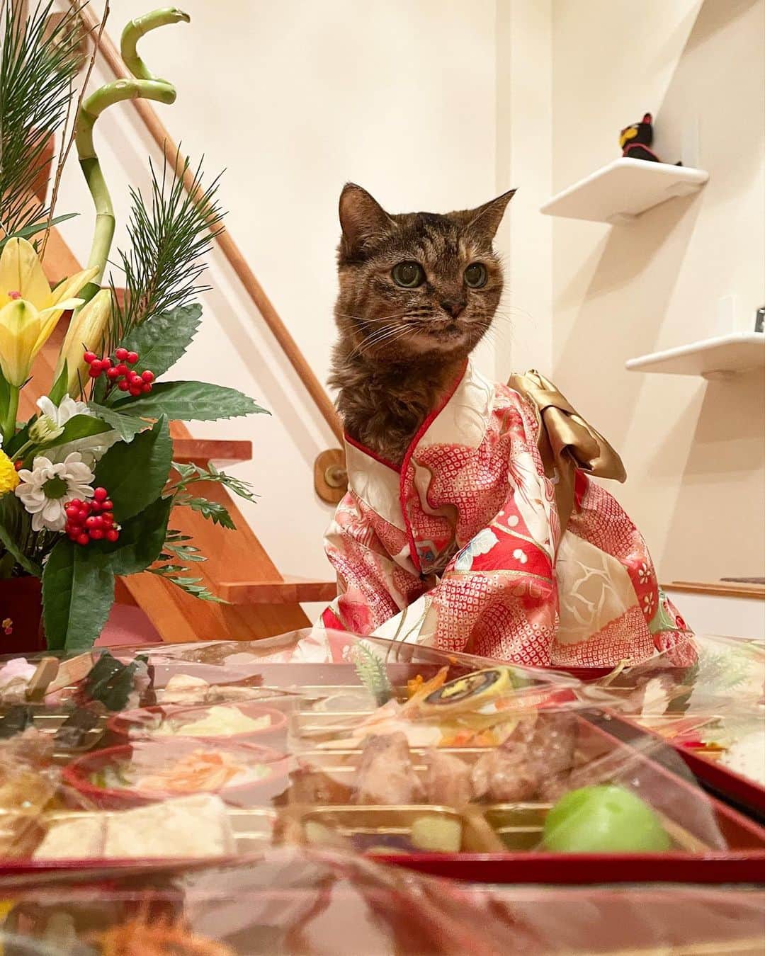 maimocotoのインスタグラム：「🌅 Happy new year🎍 #20歳のモコ に成人式で着た振袖を着てもらいました🏵目線ずらしちゃってしおらしいよね❤︎ ４月の21歳のお誕生日を無事に穏やかに迎えられますように。 ＊ ＊  みなさまと愛猫ちゃんたちにも幸せな1年になりますように😸 ＊ ＊ 今年もうちの子たち&保護猫ちゃんたちをよろしくお願いします✨ ＊ ＊ 2021年1月1日」