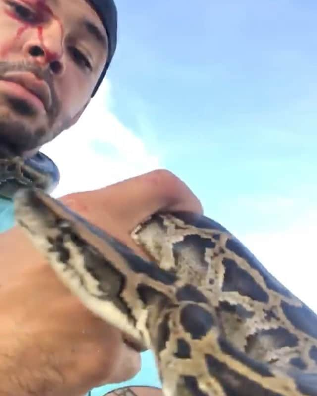 WildLifeのインスタグラム：「Thoughts? By @nickthewrangler Almost got bit a second time lol That was a close one! My New Years resolution is to not get bit on the face again. What’s yours? #2021 #newyear #animals #snakes」