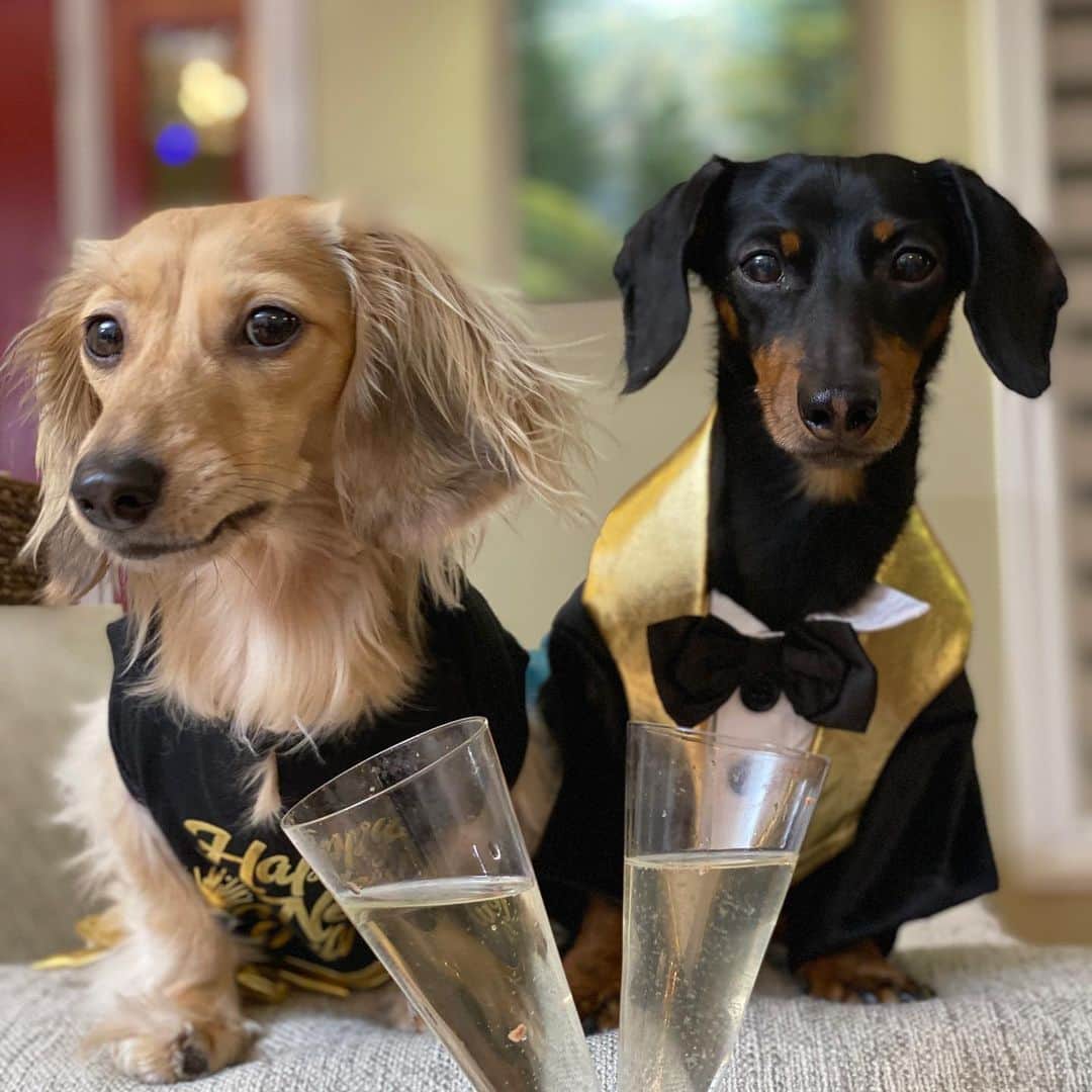 Crusoe the Celebrity Dachshundさんのインスタグラム写真 - (Crusoe the Celebrity DachshundInstagram)「“2020 has been a pretty crappy year for me, and so many others. Here’s to hoping that in 2021 things start to turn around. Wishing you all a better year than last.” ~ Crusoe」1月1日 12時28分 - crusoe_dachshund