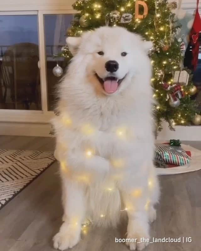 のインスタグラム：「Are you ready for a happy new (y)ear? - Want to get featured like him? Join “The Barked Club” on FACEBOOK and post something now! 👉 barked.com - 📹 @boomer_the_landcloud - #TheBarkedClub #barked #dog #doggo #Samoyed」