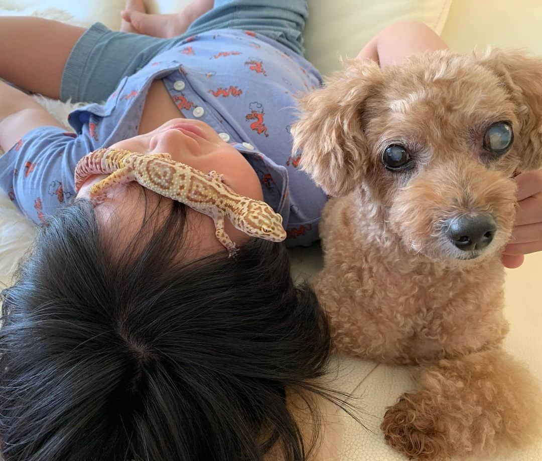 亀井京子（林京子）さんのインスタグラム写真 - (亀井京子（林京子）Instagram)「犬🐶❌トカゲ🦎  アイマスクらしい。🦎  よくみたら、服の柄がヘビ🐍笑  爬虫類まみれー😂😂😂  #ヒョウモントカゲモドキ」1月1日 12時38分 - kyokokameiofficial