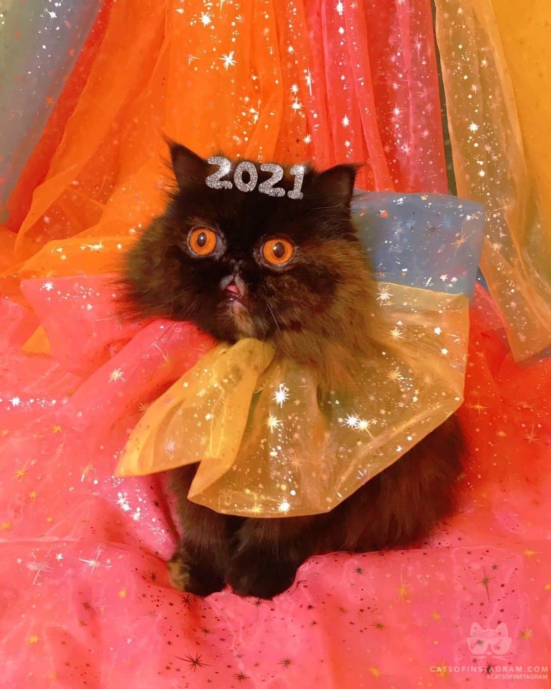 Cats of Instagramさんのインスタグラム写真 - (Cats of InstagramInstagram)「From @marisolmuro: “Oyster coming in hot with the nye energy✨” #catsofinstagram」1月1日 12時59分 - cats_of_instagram
