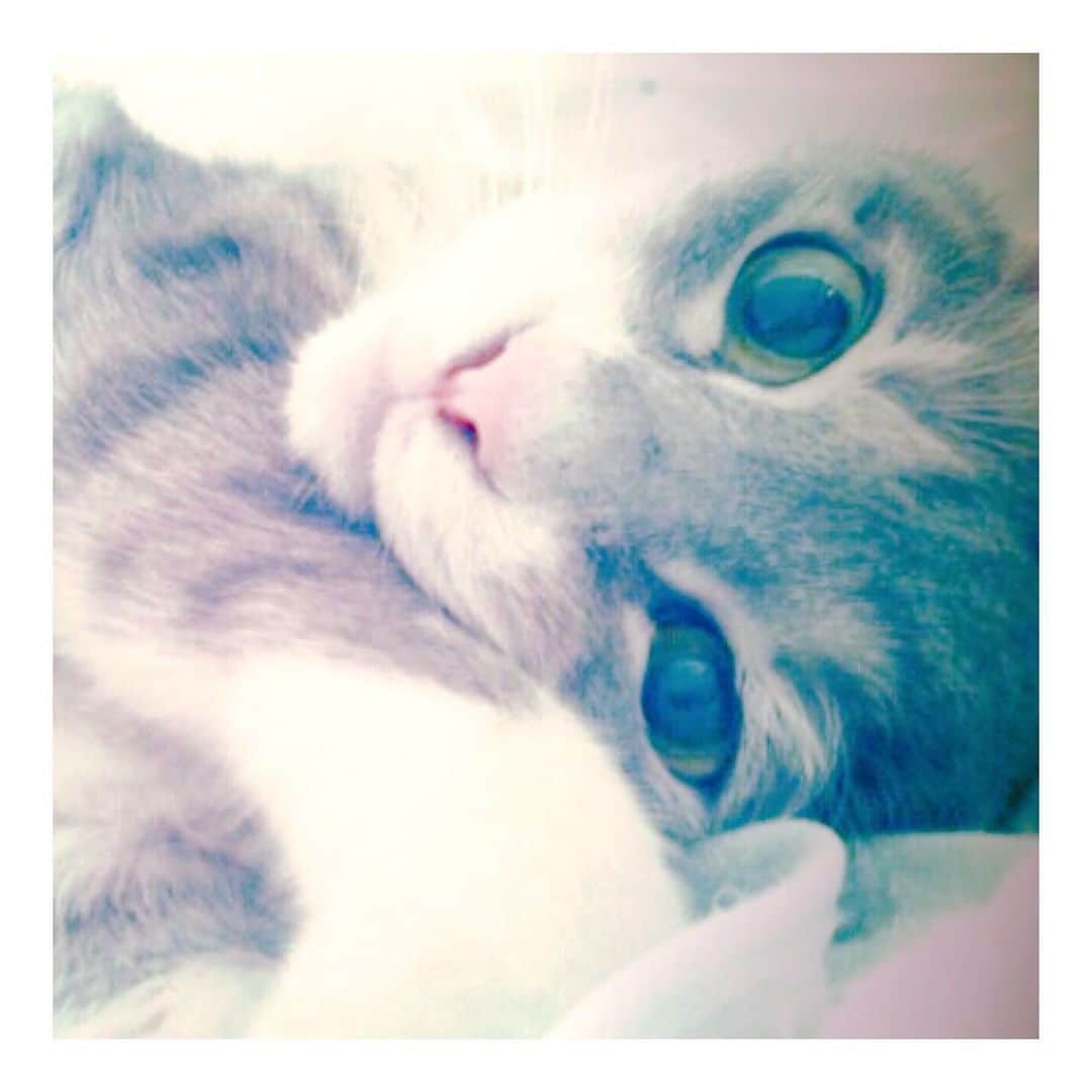 理絵さんのインスタグラム写真 - (理絵Instagram)「そして今日はハーちゃんの命日  お友達からハーちゃんに可愛いお花💐が届きました  #ilovecat #cat #gatto #고양이 #猫 #ねこ #ネコ #命日」1月1日 13時15分 - ____rie____