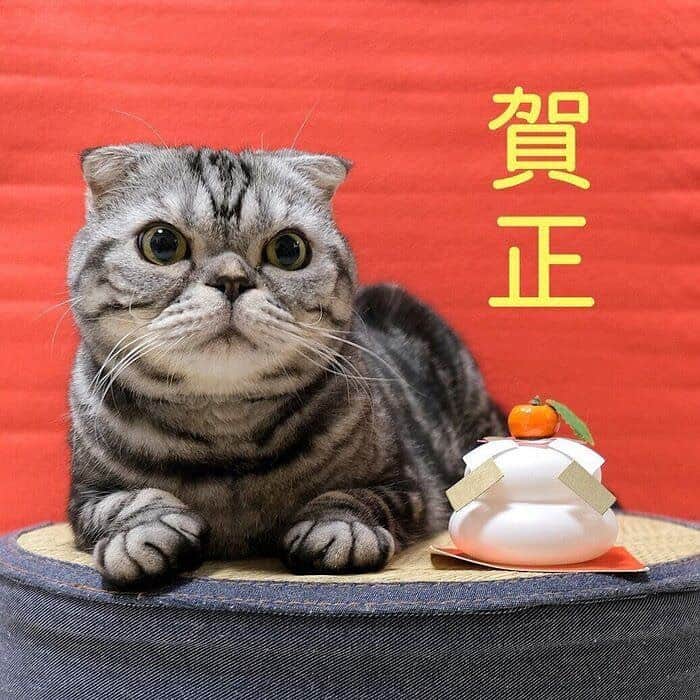 Shishi-maruのインスタグラム：「🐱Happy New Year:) 🐱あけましておめでとうございます。 今年もよろしくお願いします🎍 2021年は、ねこのきもちWEBMAGAZINEから。「ししまるとラーメン」についてのお話です。 最後の絵のカップ麺は、台湾でお馴染み「統一満漢大餐牛肉麺」をイメージしました。  【渋ネコししまるさん】#80 ｜ねこのきもちWEB MAGAZINE  https://cat.benesse.ne.jp/lovecat/content/?id=89357  🐱My essay about Shishi-maru is serialized in a weekly magazine.  ーーーーーーーーーーーーー 🌺「渋ネコ ししまるさん」ねこのきもちWEB MAGAZINE にて毎週金曜日エッセイの連載中 ーーーーーーーーーーー 📕「ぷっちねこ。」「3匹のちいさな猫を召喚できたなら」「ちいさな猫を召喚できたなら」徳間書店より単行本発売中 ーーーーーーーーーーー ⭐︎ねこ漫画→@tacos_cat 🌺Twitter →@taco_emonemon ーーーーーーーーーーー」