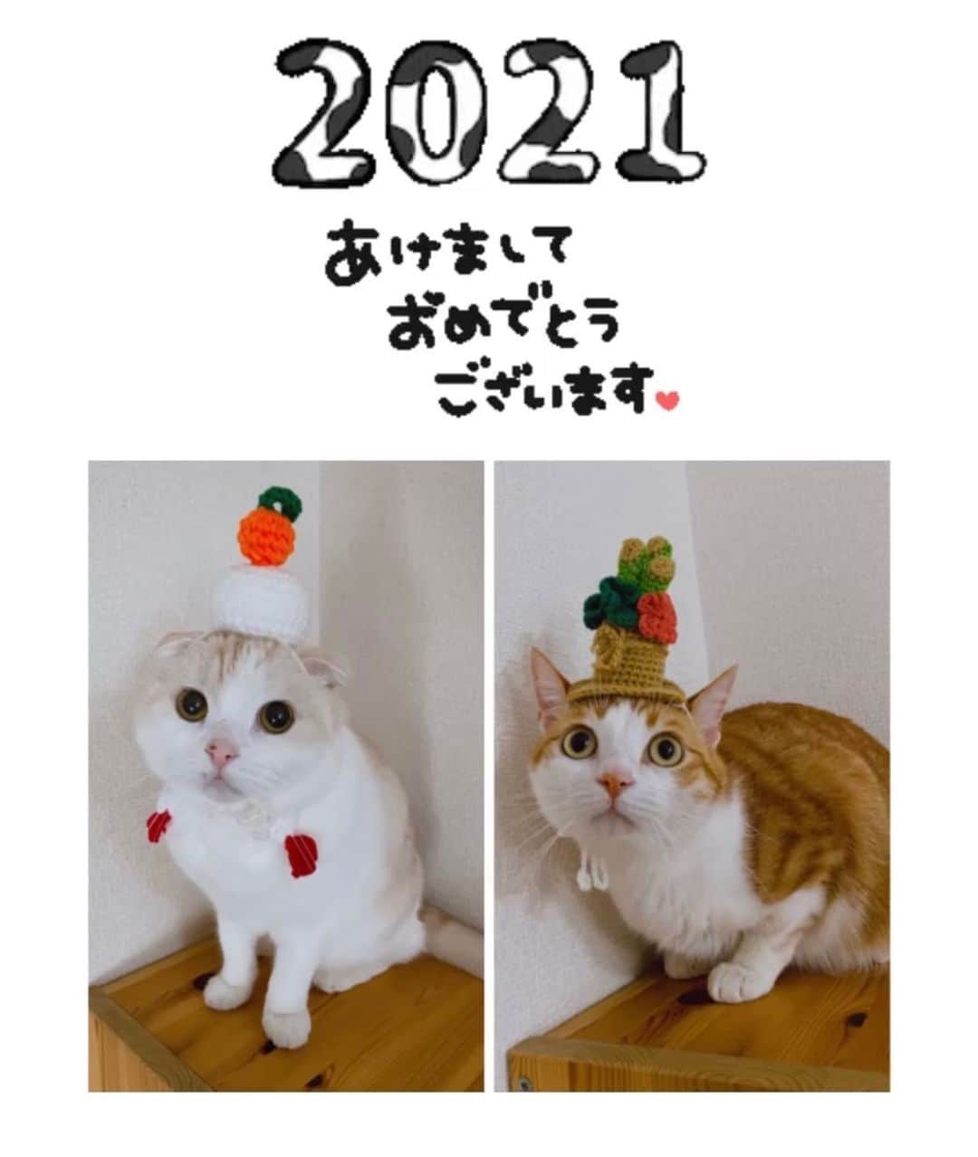 はなぼくろきなこさんのインスタグラム写真 - (はなぼくろきなこInstagram)「🎍2021年🎍 明けましておめでとうございます✨ 💠HAPPY NEW YEAR💠 本年も、きなもな共々よろしくお願い申しあげます😊🌟 新しい一年、今年こそ、って思うことがたくさんあるので叶えてゆけるよう邁進して参ります✨ みなさんにとっても幸多き一年となりますように💠✨  きなもな家族一同❄️  きなもなの鏡餅と門松は　@suzurankukan さんにオーダーして作っていただきました🍊🎍✨ ありがとうございました😊🌟 #はなきな #猫部 #きなもな #きなちょのおうちのもーにゃん #きなもなイベント #にゃんこ  #スコティッシュフォールド #猫  #猫のいる暮らし #😻　#みんねこ　#ねこすたぐらむ」1月1日 14時11分 - hanabokurokinako