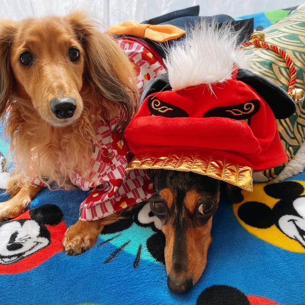 濱田めぐみのインスタグラム：「🎍✨明けまして 　　　　　おめでとう 　　　　　　　ございます✨🎍  皆様にとって素晴らしい年となります様に❗️  #謹賀新年 #明けましておめでとうございます」
