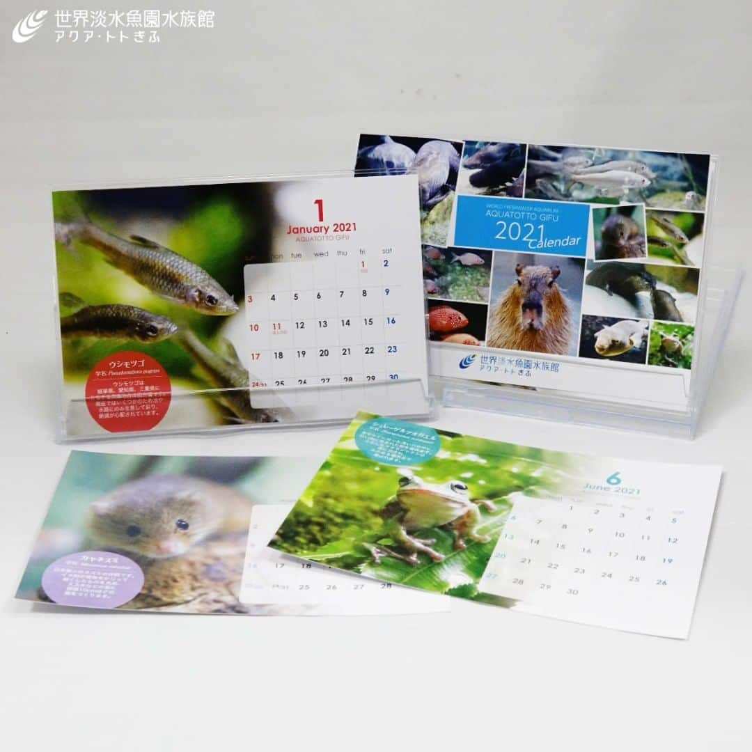 世界淡水魚園水族館 アクア・トト ぎふのインスタグラム：「フォロワーの皆様にお年玉プレゼントです！抽選で20名様にオリジナルカレンダーを差し上げます！ ご希望の方は当館アカウントをフォローのうえ、「#アクアトトのカレンダーがほしい #aquatotto」と投稿してください。締め切りは2021年1月8日まで。  当選者の方にはダイレクトメッセージでお知らせいたします。  #アクアトト #アクアトトぎふ #アクアトト岐阜#aquariuｍ#お正月#お年玉」